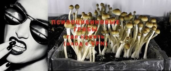 ПСИЛОЦИБИНОВЫЕ ГРИБЫ Горняк